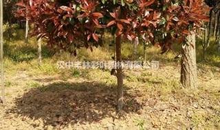 25公分的银杏树价格 25公分的银杏树价格