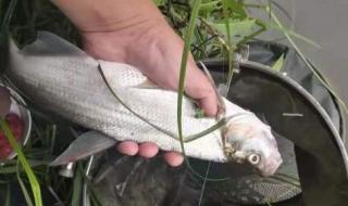 忘不了鱼多少钱一斤