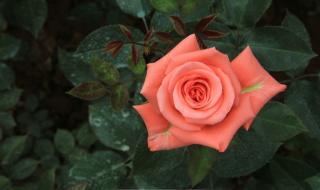 鲜花爱雨露 鲜花爱雨露